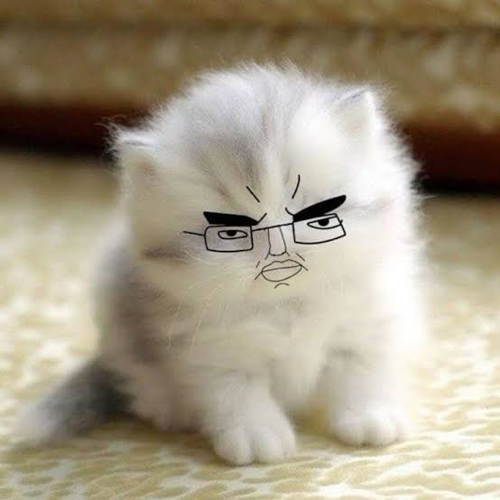 the chud cat